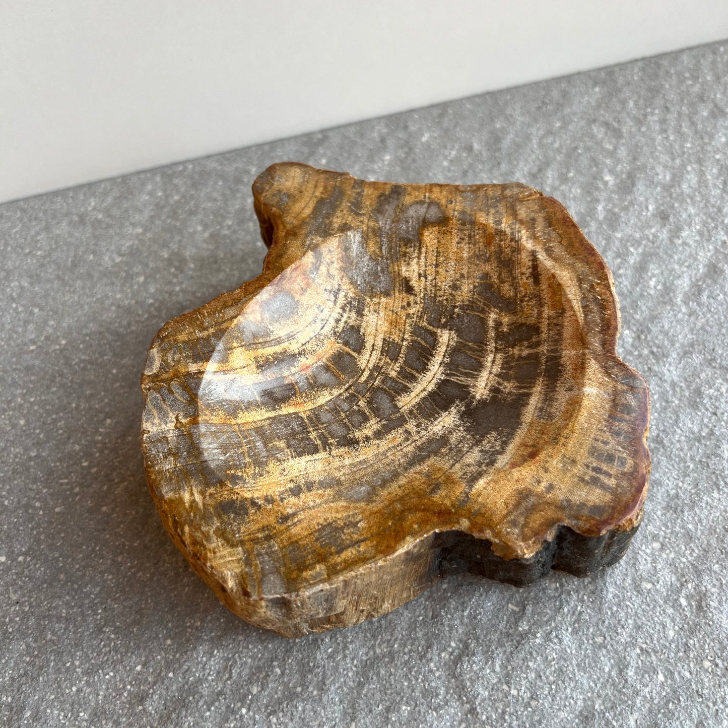 Wunderschöne Schale aus versteinertem Holz - innen glänzend poliert - von oben fotografiert